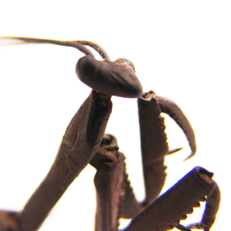 Jizai Articulated Iron Praying Mantis, Tomiki Munenobu
