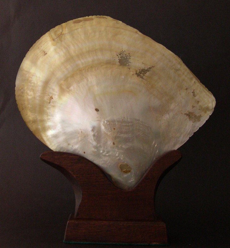 Chinese mother of pearl shell carved