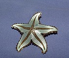 Ivar Holt/David Andersen Silver Enamel Starfish Pin