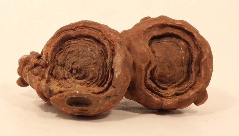 Ancient Moroccan Stromatolite fossil up to 3 Billion years old