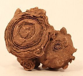 Ancient Moroccan Stromatolite fossil up to 3 Billion years old
