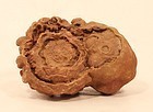 Ancient Moroccan Stromatolite fossil up to 3 Billion years old