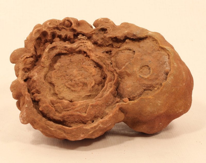 Ancient Moroccan Stromatolite fossil up to 3 Billion years old