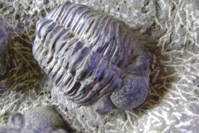 Trilobite plate from Morocco