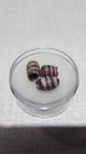 3 Near Eastern 8th c Wound Glass beads v9