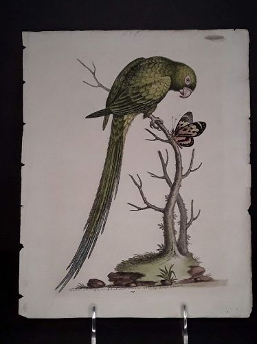 George Edwards copper plate engraving with original hand color Parrot