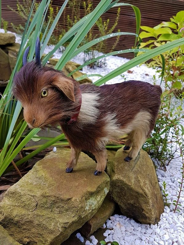 ~~~ Lovely Rare Candy Box Toy Goat for Doll Display ~~~