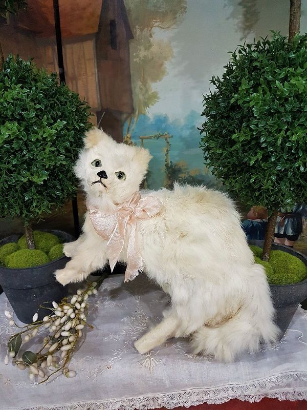 Rare large size 19th. Century French Candy Box Kitten