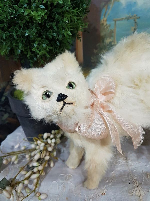 Rare large size 19th. Century French Candy Box Kitten