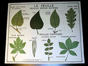 Vintage French Botanical School Poster Leaves/Stems