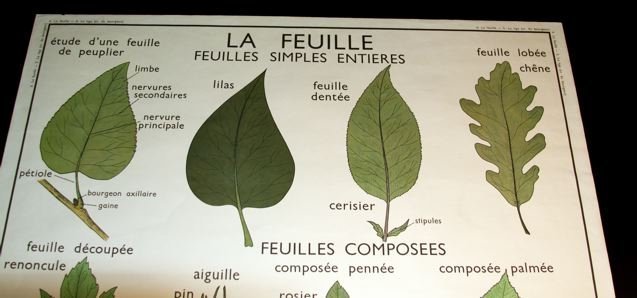 Vintage French Botanical School Poster Leaves/Stems
