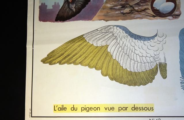 Vintage French School Poster Botanical Primevere/Pigeon