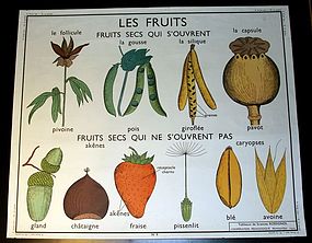 Vintage French Botanical School Poster Fruits / Grain