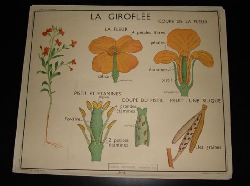 Vintage French Botanical School Poster Floral 17/18