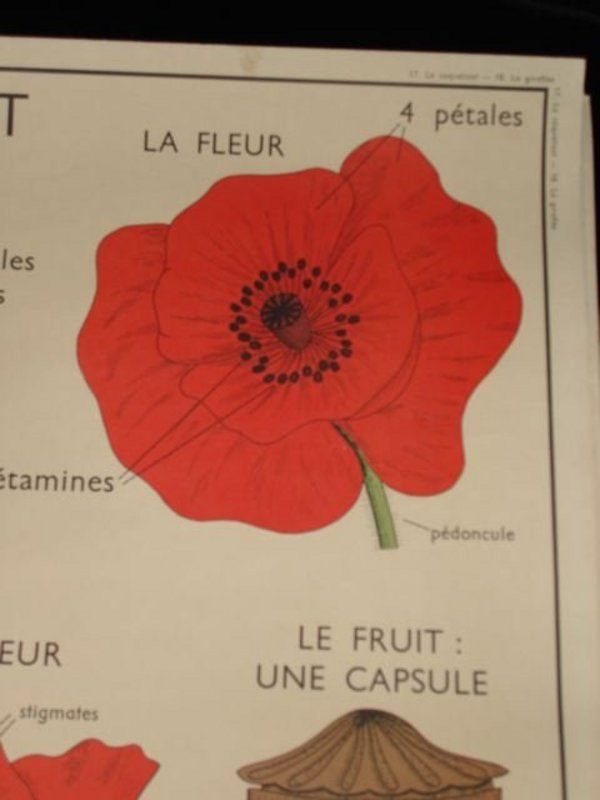 Vintage French Botanical School Poster Floral 17/18