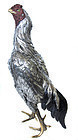 Japanese Large Okimono Silver Rooster