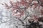 Antique Chinese Large Painting of Cherry Blossoms signed Guang San Yu