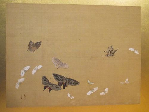 Butterflies and Moths, Edo Period Screen Painting by Watanabe Kiyoshi