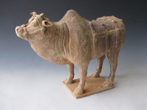 Chinese Tang Dynasty Tomb Pottery Figure of an Ox