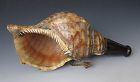 Japanese Antique Horagai,  Shell Trumpet Used by Monks and Samurai