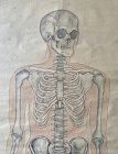 Japanese Antique Anatomical Scroll of a Skeleton